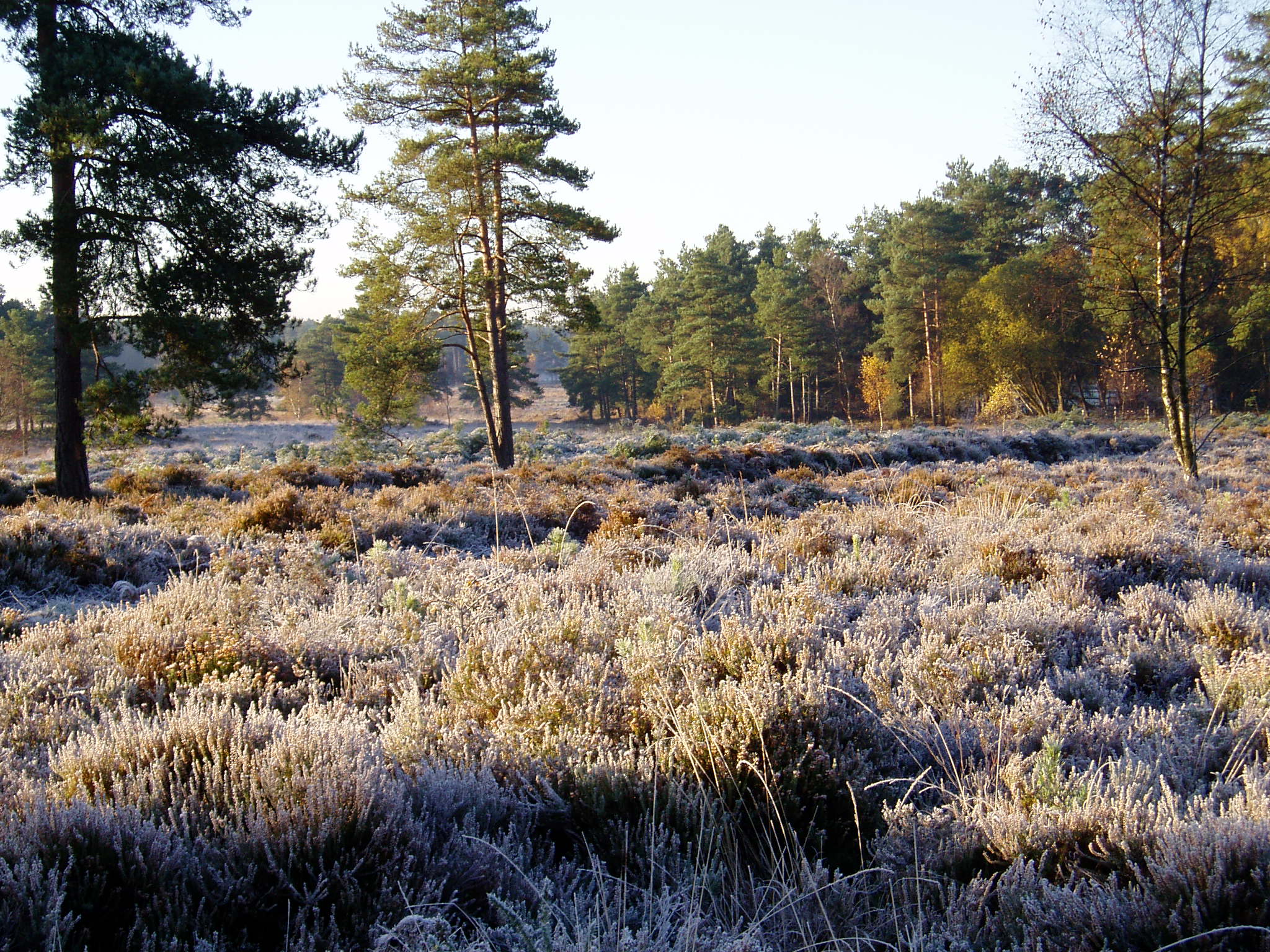 A frosty morning on the heath, the heather is covered by a layer of ice, with tall conifers in the background.