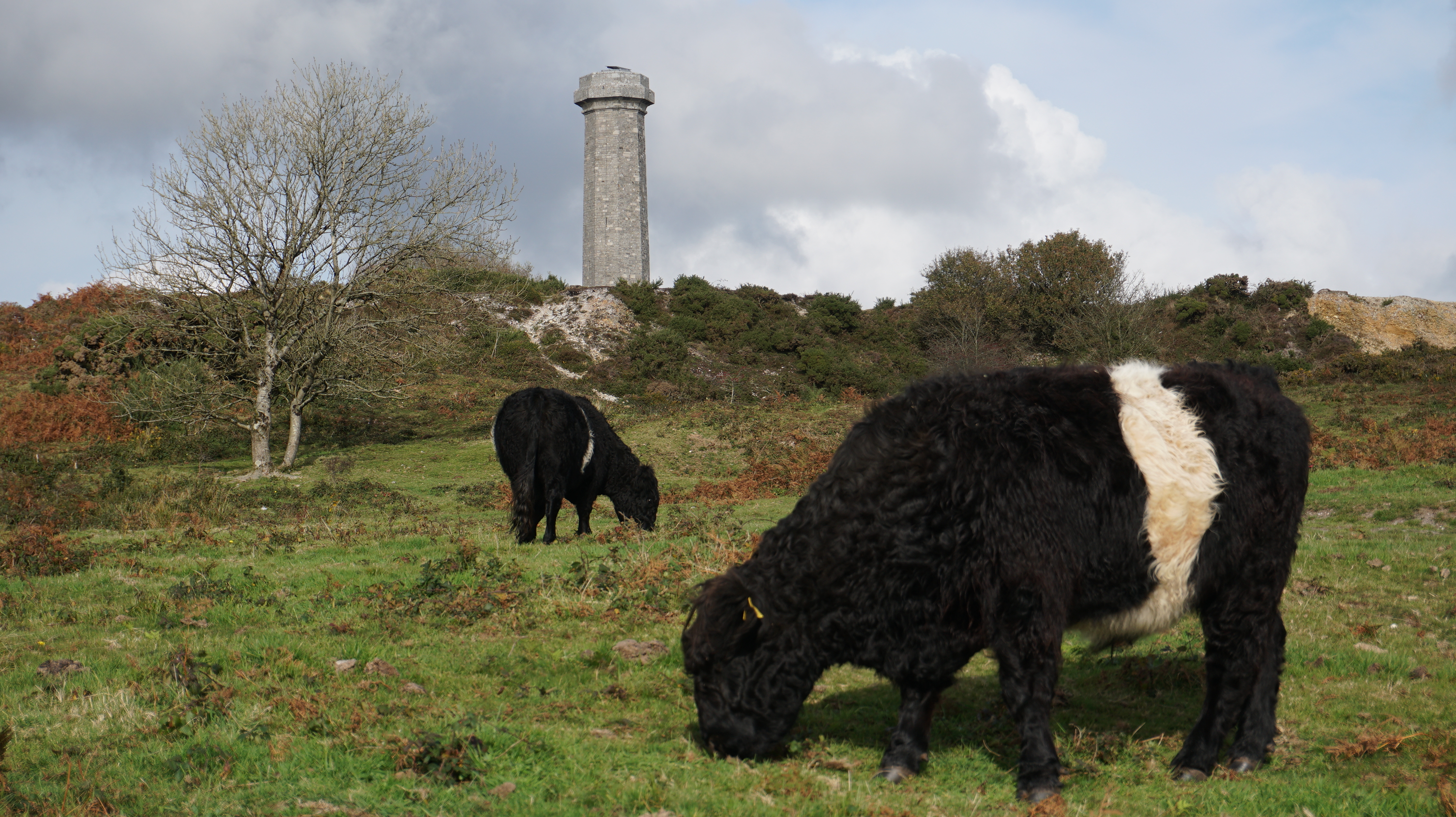 Cow on Blackdown Heath