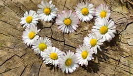daisy