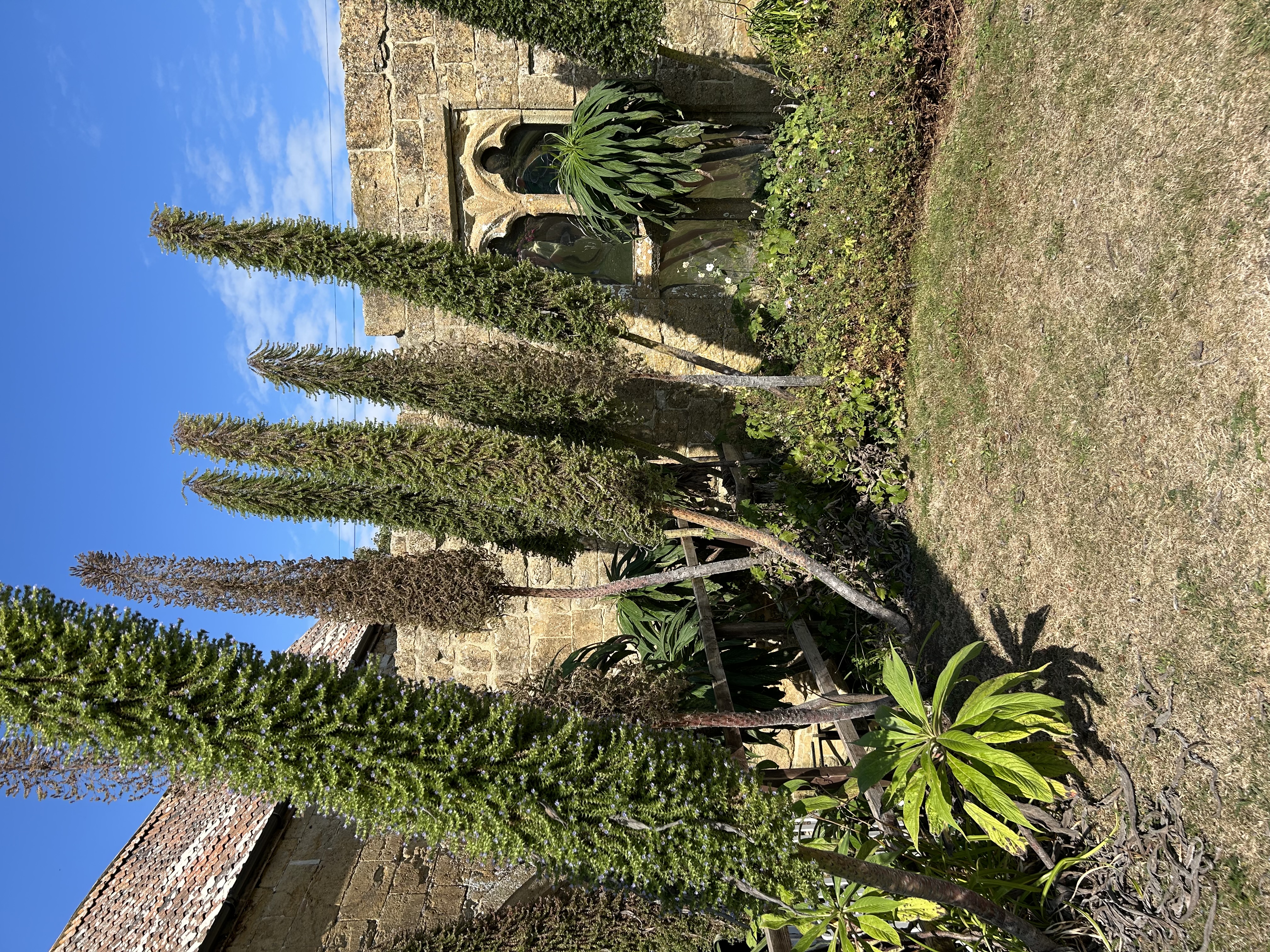 Abbey House Echiums