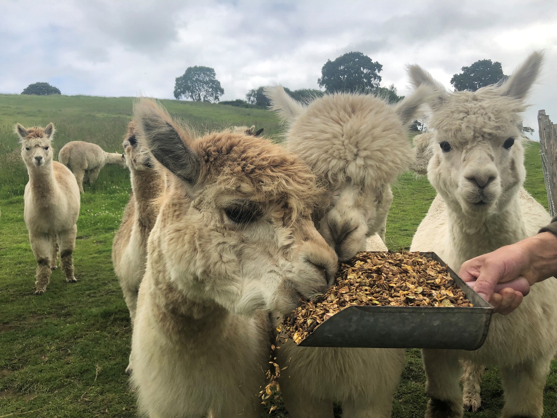 Hope Farm Alpacas