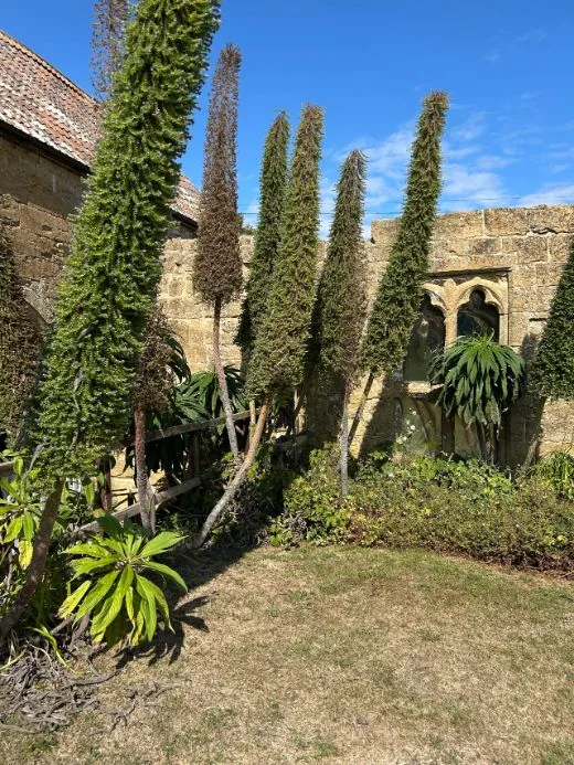 Abbey House Echiums