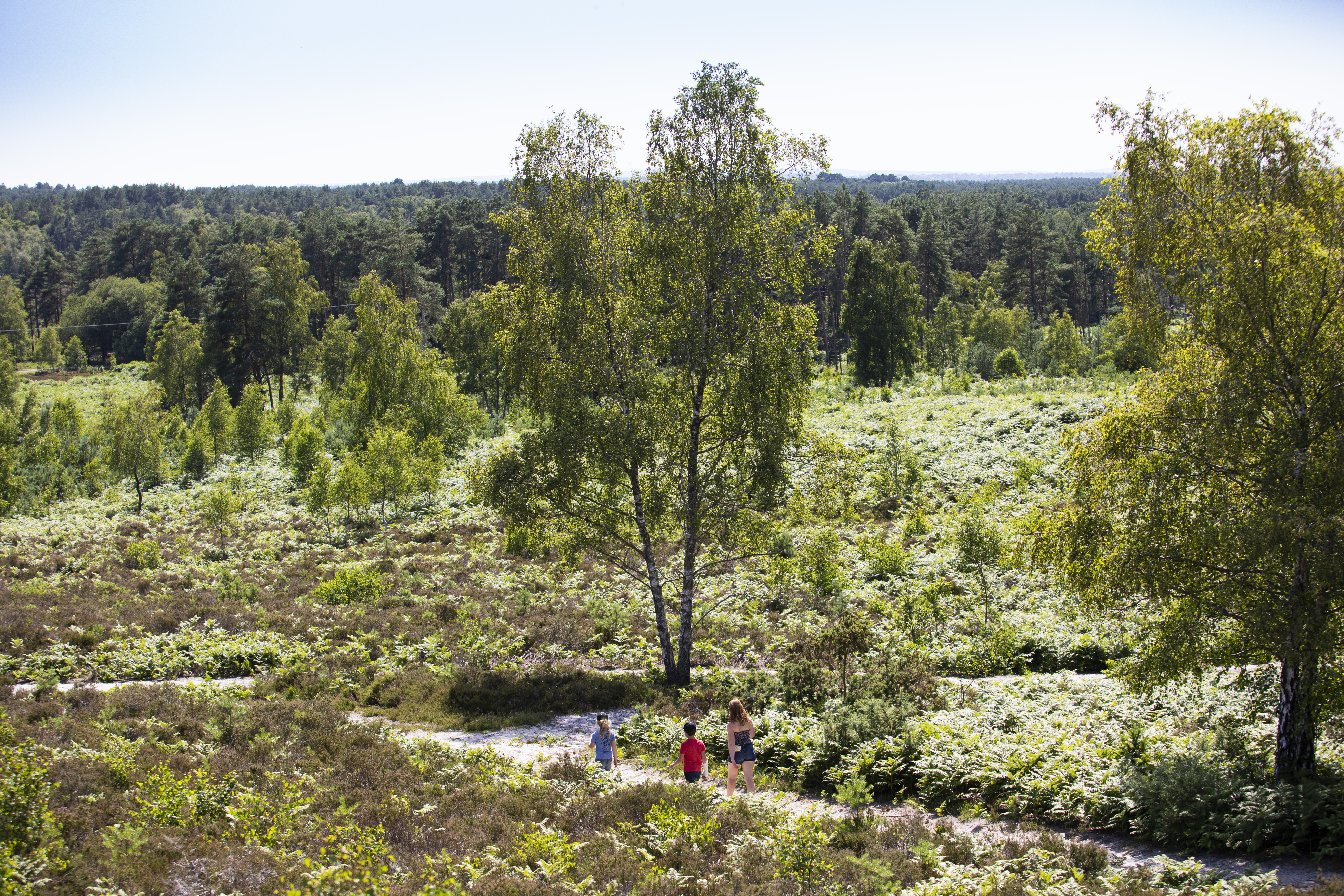 Walkers enjoying the network of paths amongst the heathland