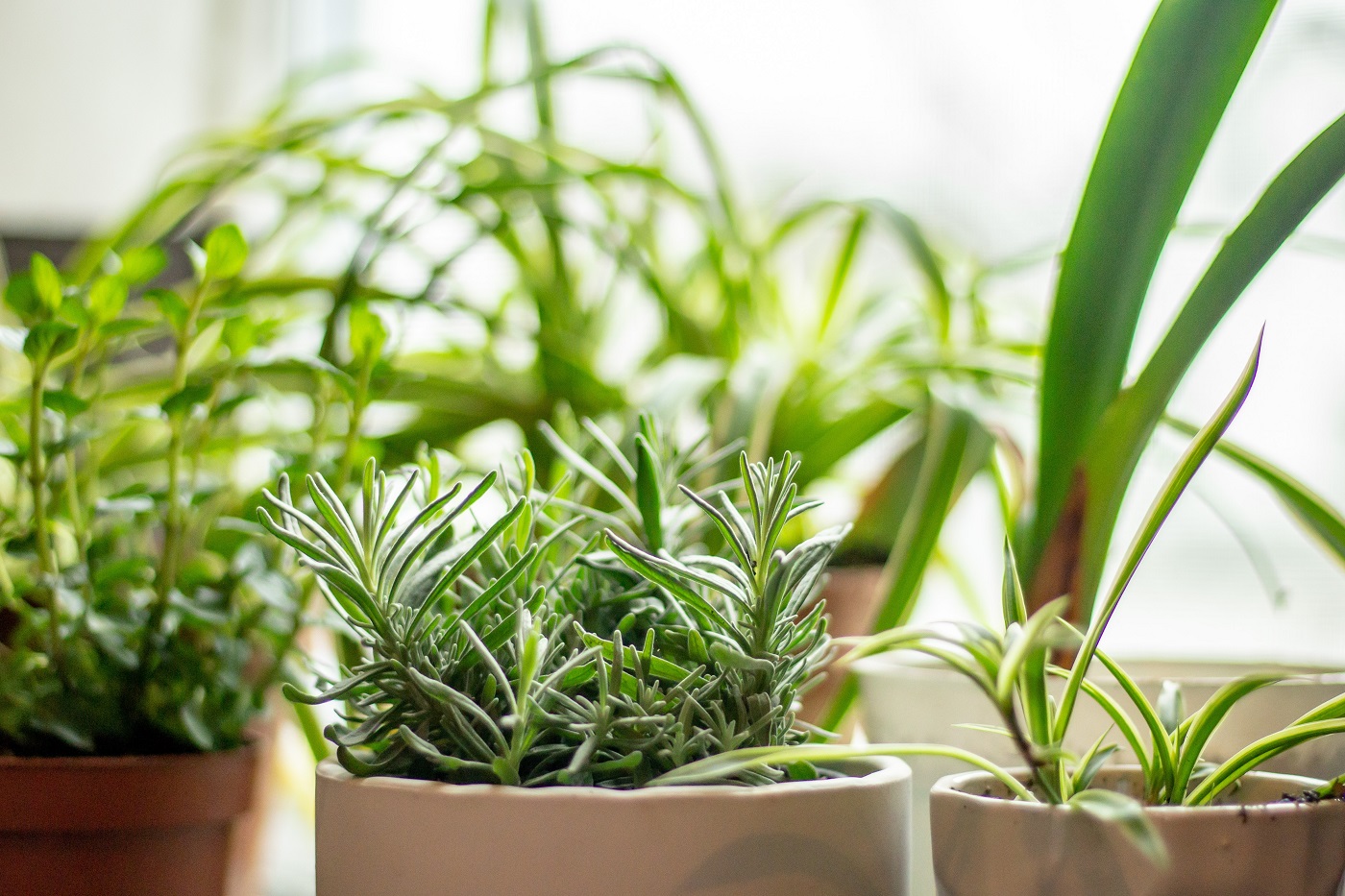 Plant pots with green leaves