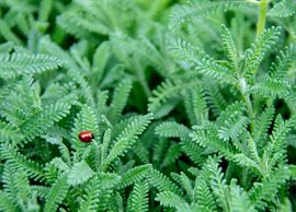 Ladybird on green leaves