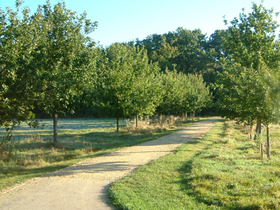 Potterne Wood 3