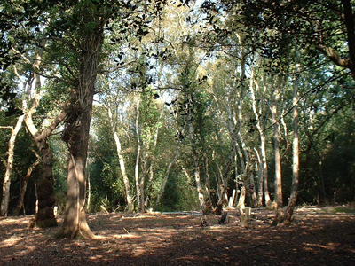Potterne Wood