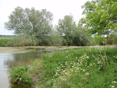 Walnut Tree Field 3