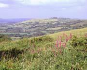 Bulbarrow Hill