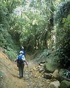 a sunken lane near Symondsbury