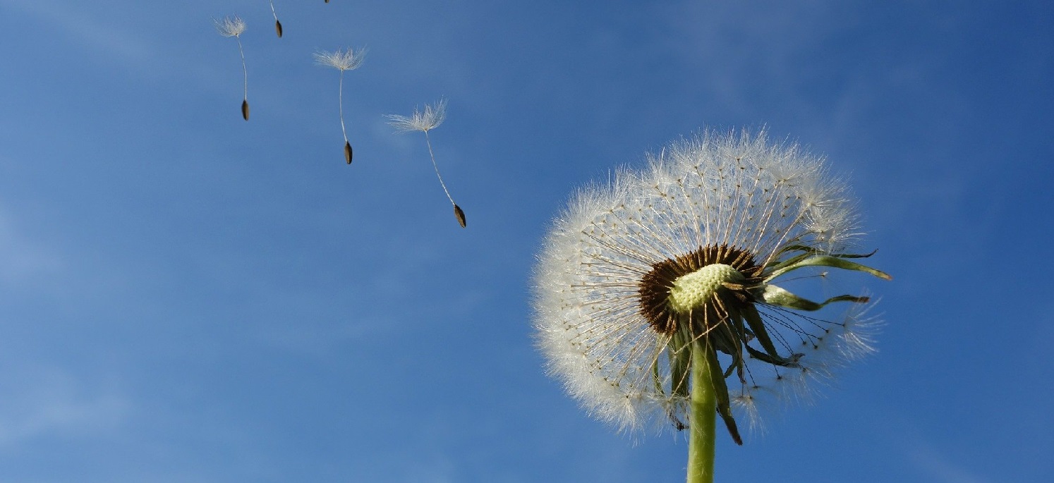 Main Academy dandelion hero