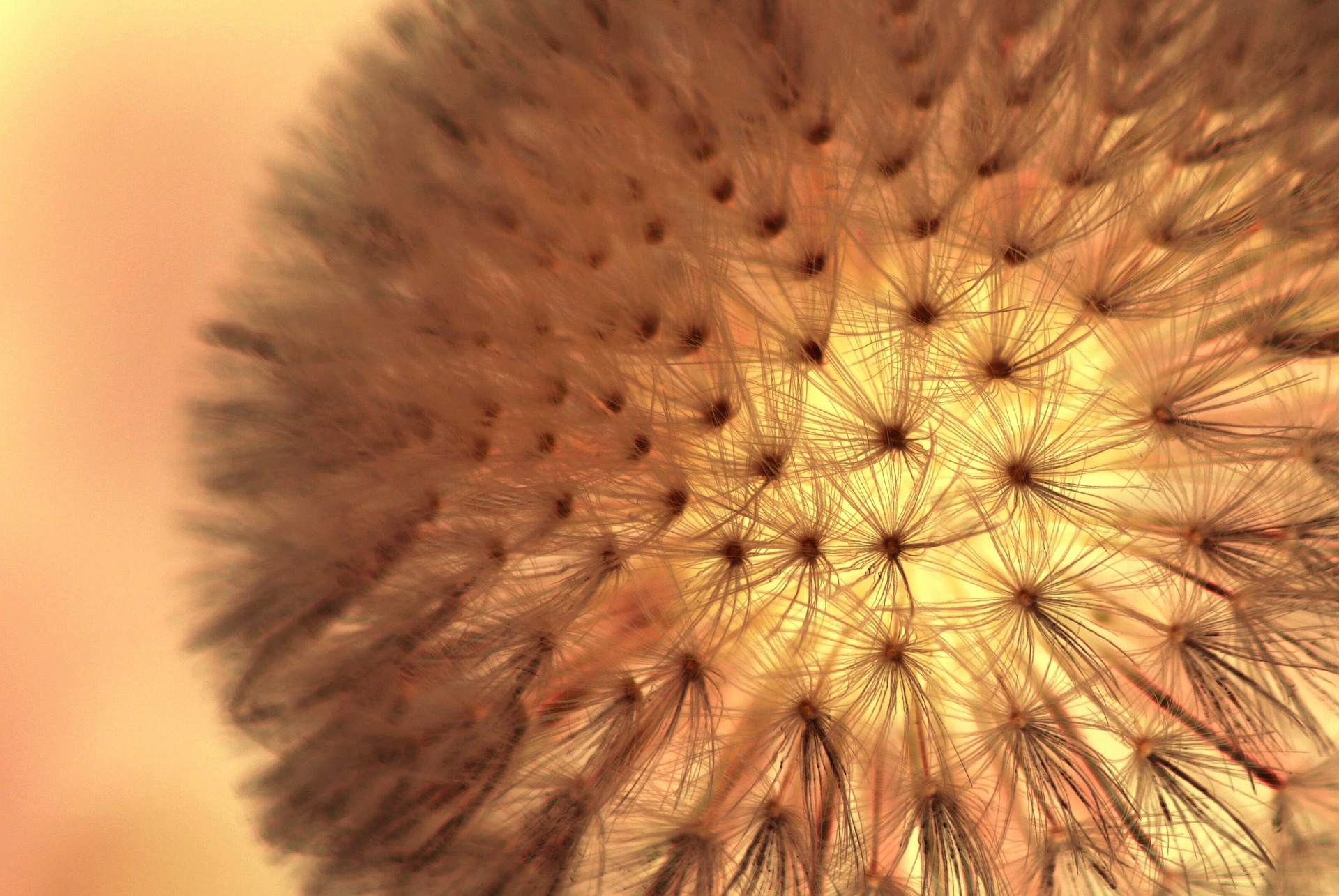 flower close up what is
