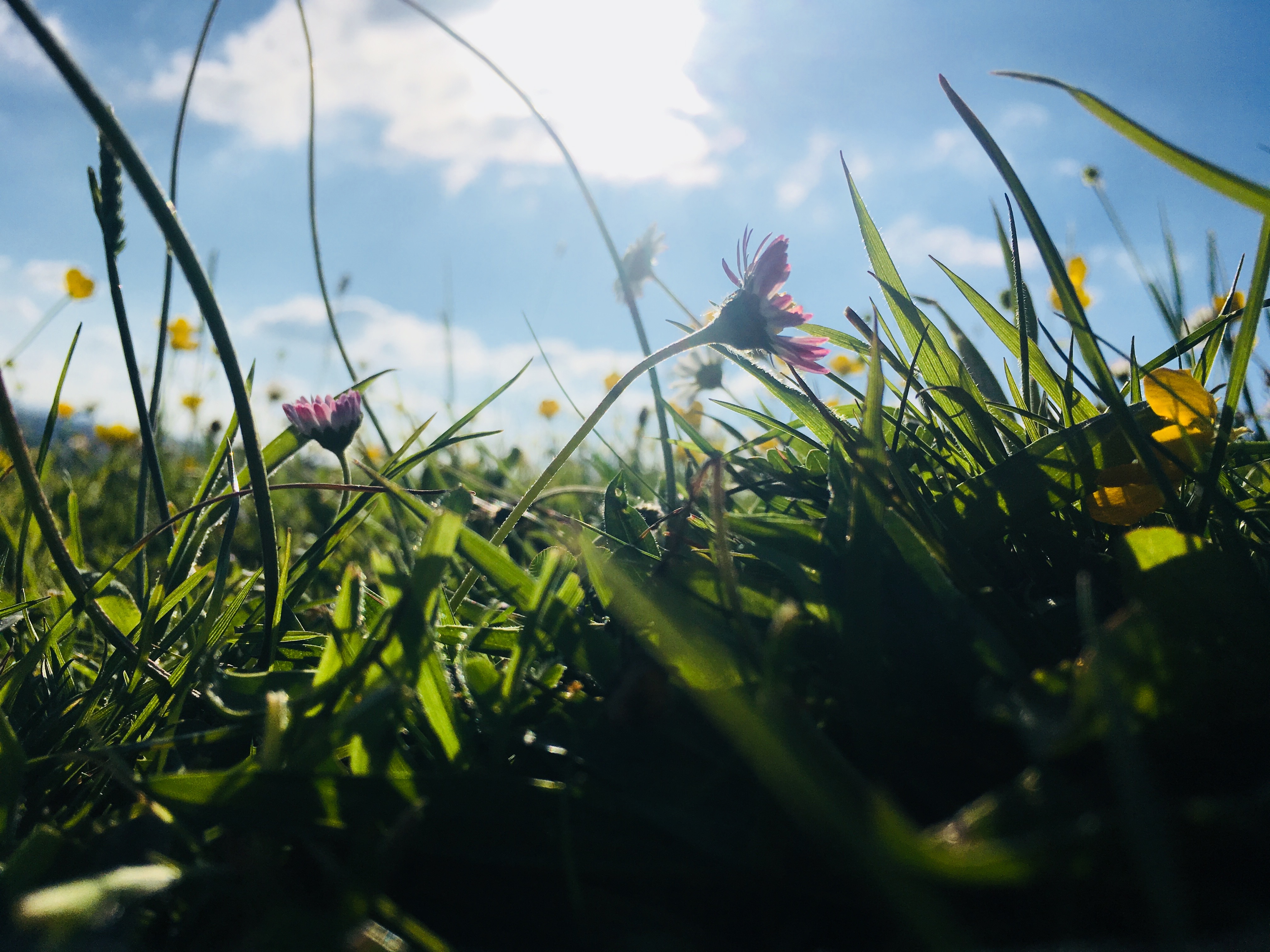 Grass in sunshine