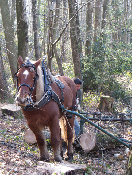 Fleur and Toby clearing heavy lengths of Sweet Chestnut from the woodland floor