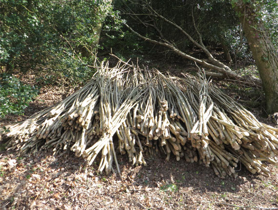 Bundles of hazel ready for Of the Wood Volunteers to use