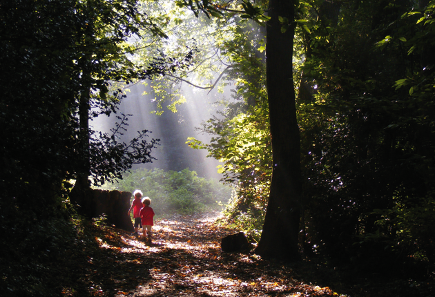 A-summers-day-in-Thorncombe-Wood-by-Sally-Cooke4