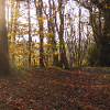 Autumnal-beech-trees-in-Thorncombe-Wood-by-Sally-Cooke3