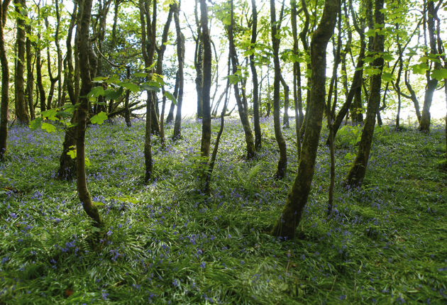 Bluebell-Woods-by-Kath-Clay