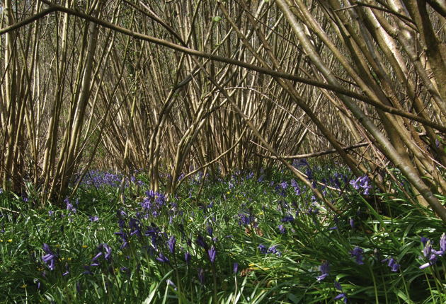 Bluebells-in-coppice-by-Amy-Baker3