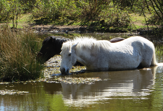 Dartmoor-Ponies-by-Kath-Clay