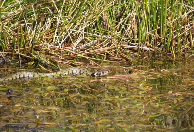 Grass-Snake-in-Rushy-Pond-by-Kath-Clay