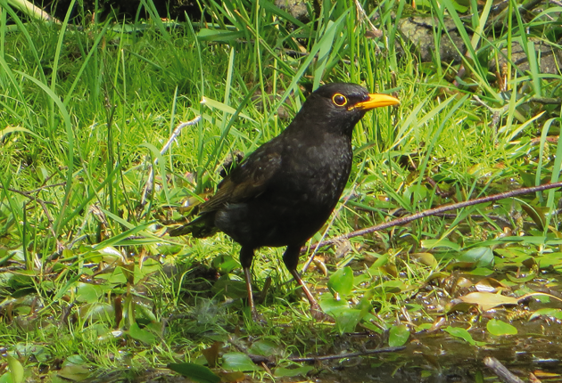 Male-Blackbird-by-Kath-Clay