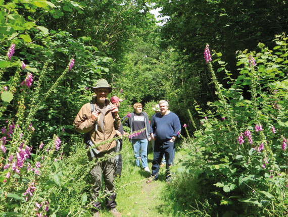 Visitors tip toe through the foxgloves in Thorncombe Woods
