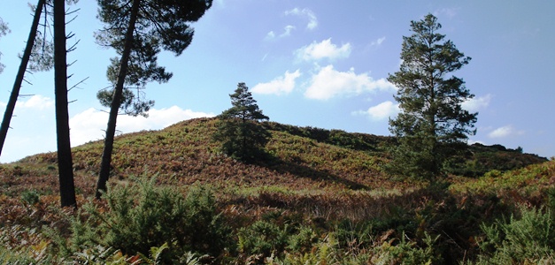 wareham-forest-woolsbarrow-hill-fort