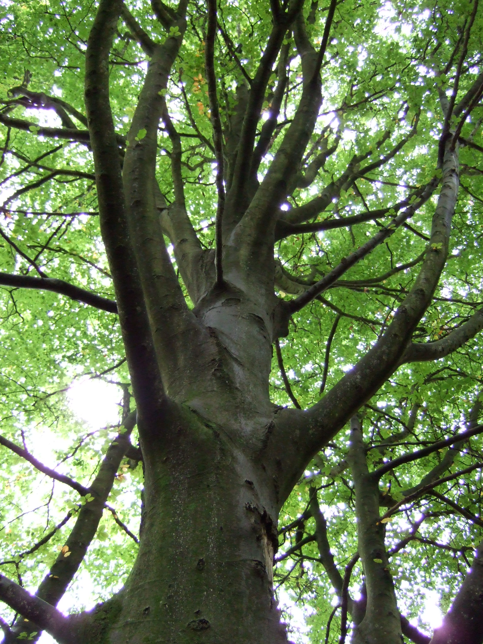 A beech tree in Upton wood