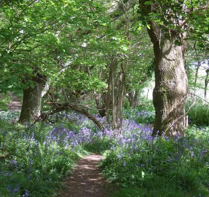 Bluebell woods on Purbeck Way non copyright non copyright