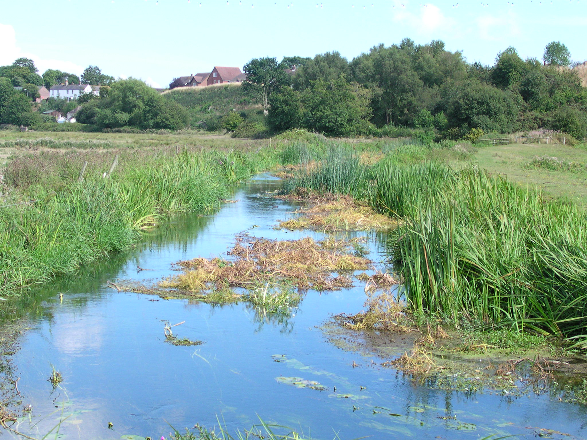 River Piddle through Wareham Common non copyright (2)