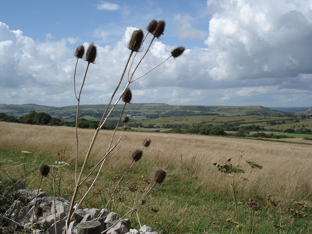 View from Kingston towards Corfe Castle RS non copyright resized