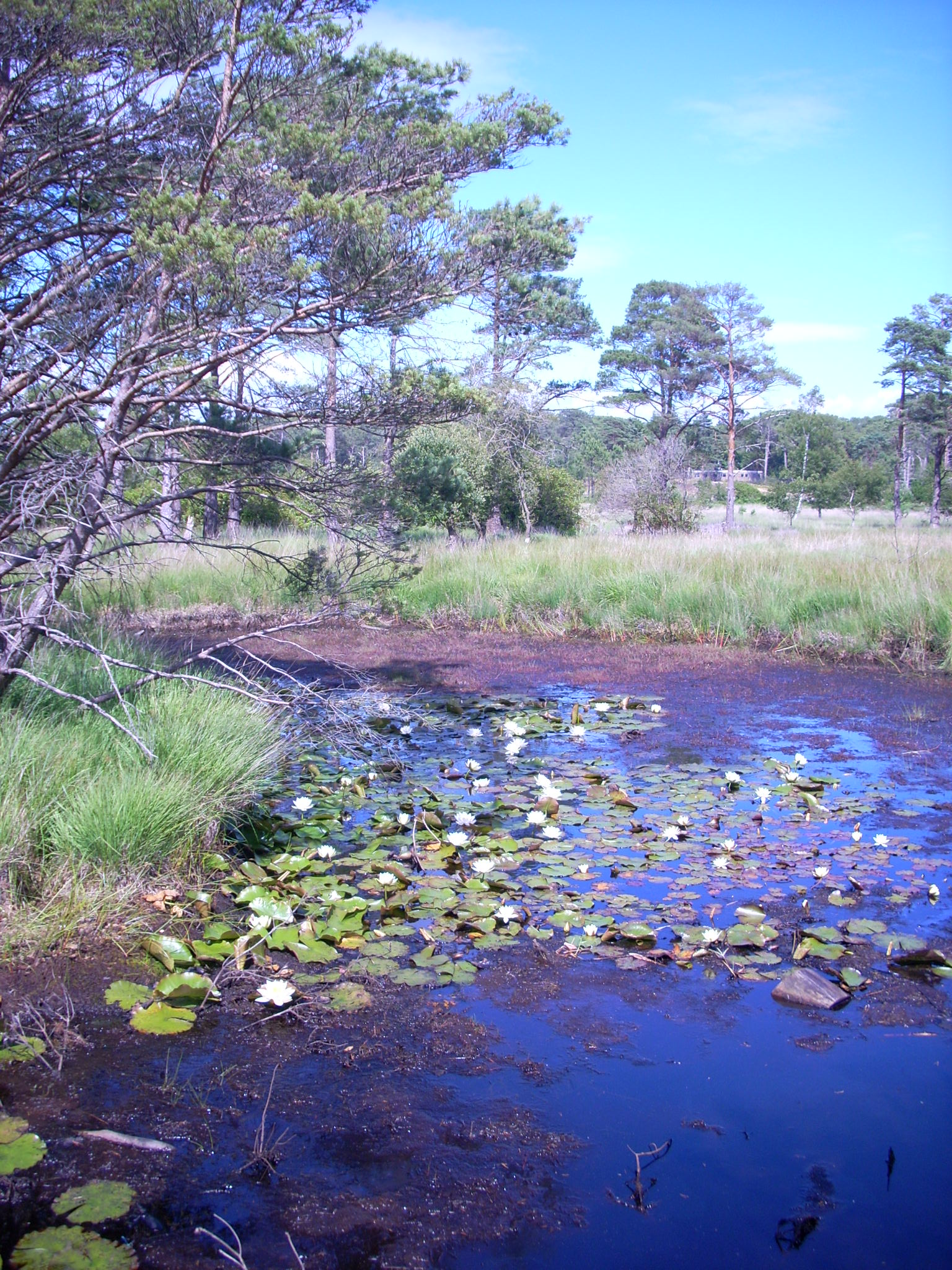 Lily Pond at Sandford Heath copyright Sandford Heritage Project contact Bev Lagden