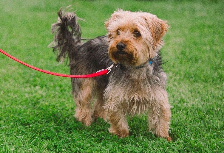 a dog on a lead.