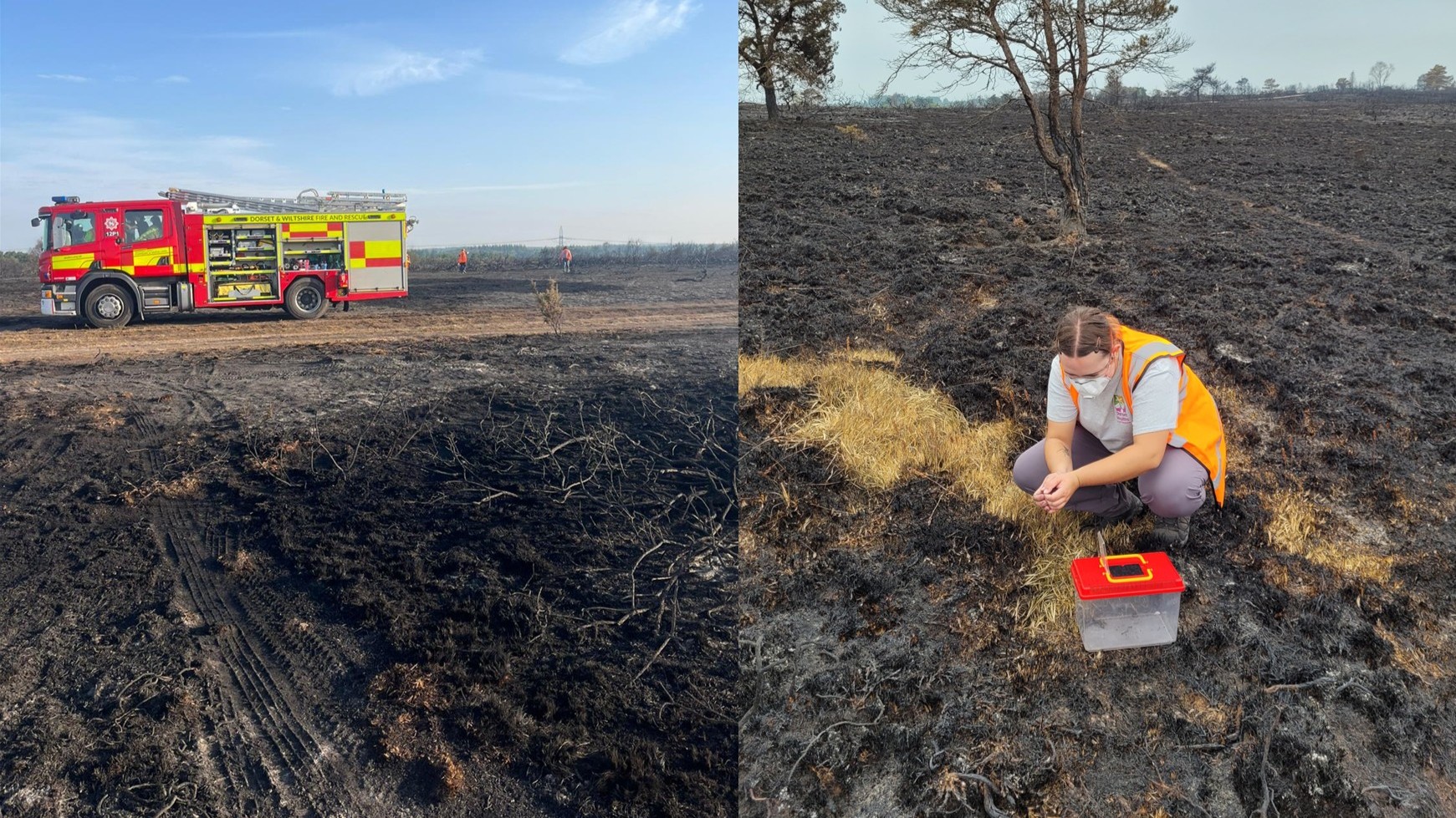 Aftermath of Holt Heath wildfire - August 2025