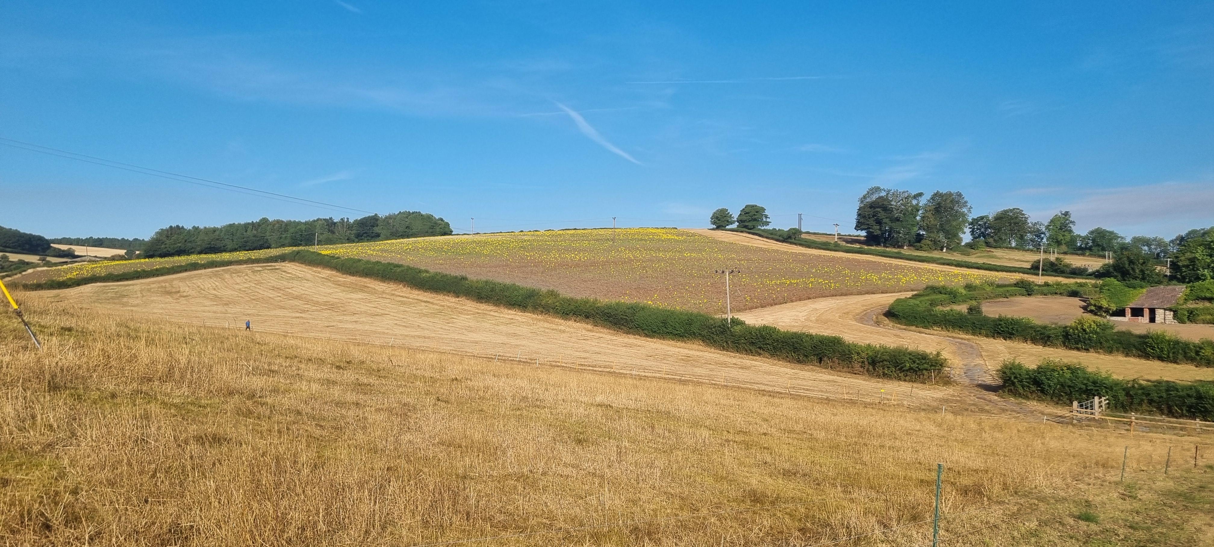 A Dorset landscape of rolling hills, dry straw coloured grass and a field of sunflowers in the distance.