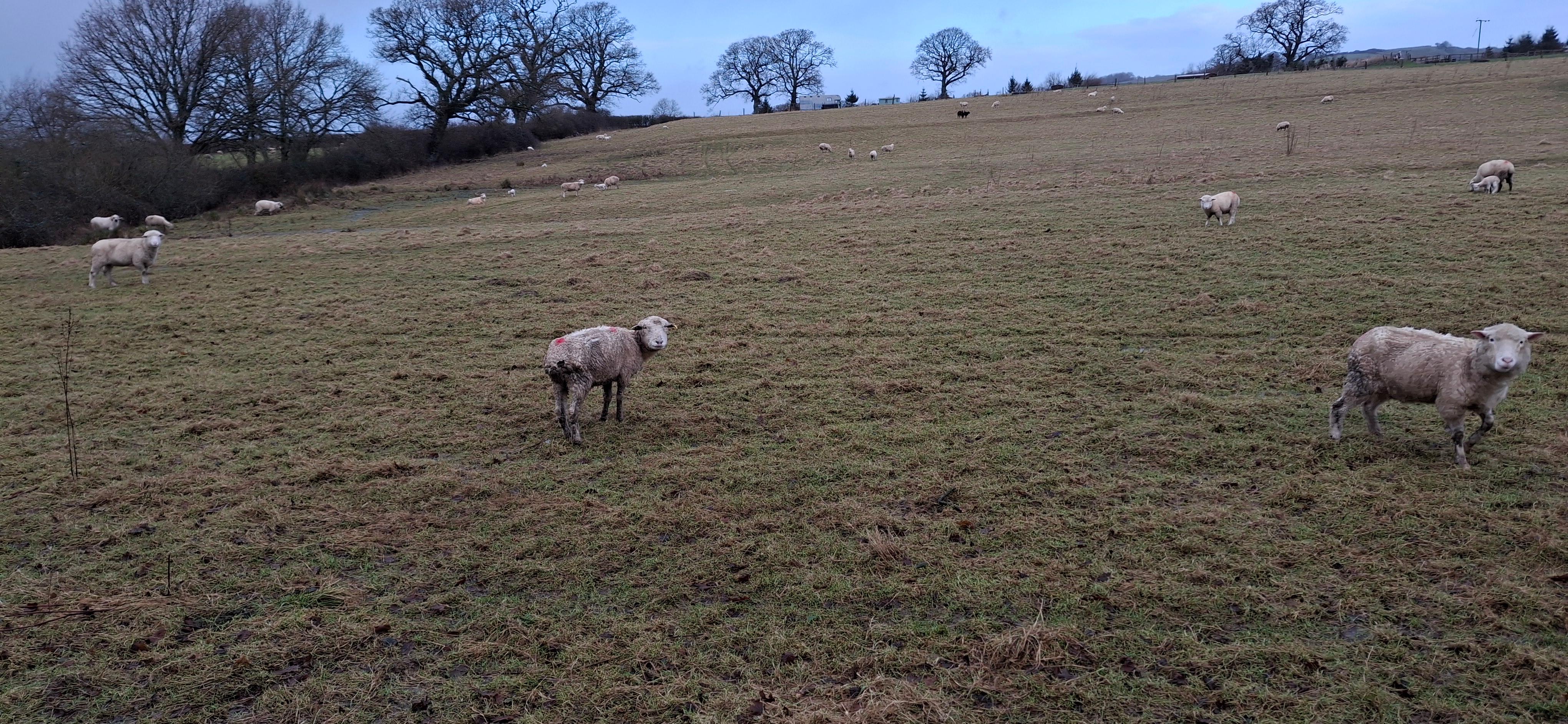 Sheep on a field