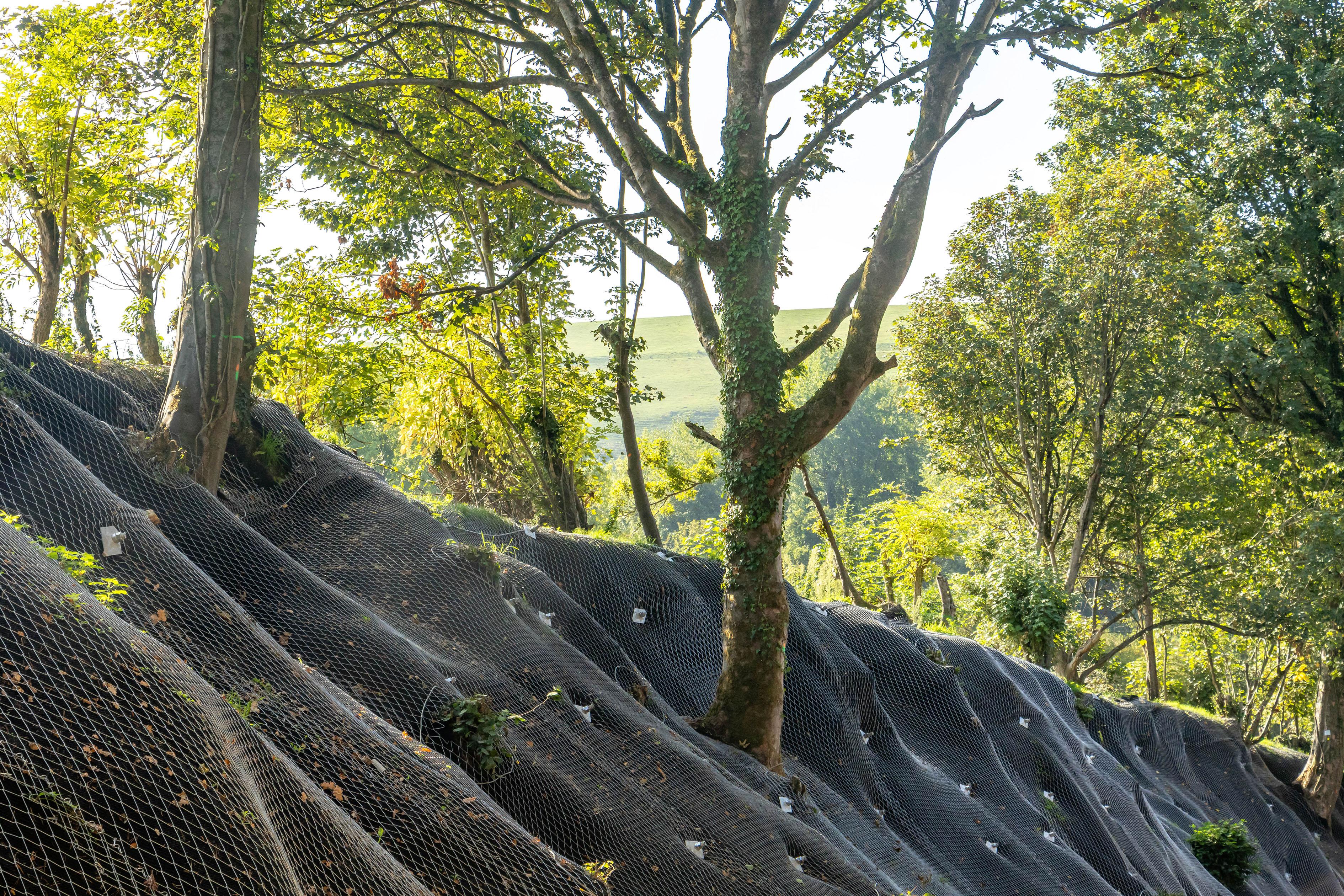 A slope covered in a special tensile mesh, with trees to show stabilisation progress