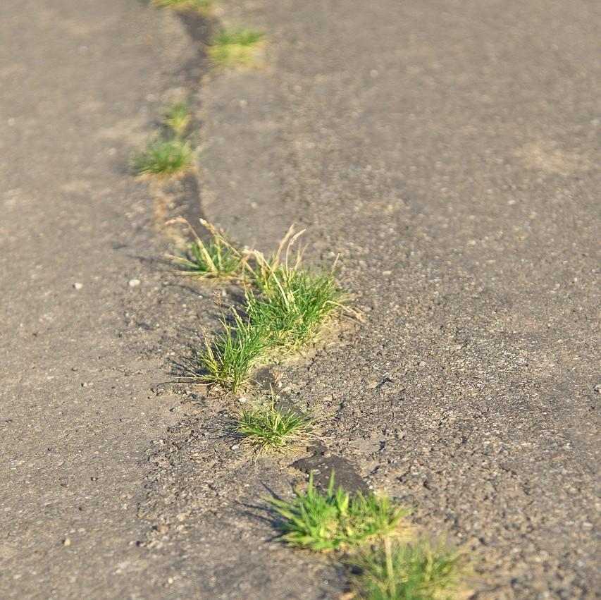 Grass growing in a road