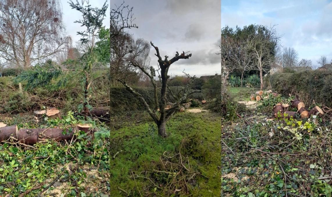 Composite image of work - chopped and pruned trees - undertaken by the offenders