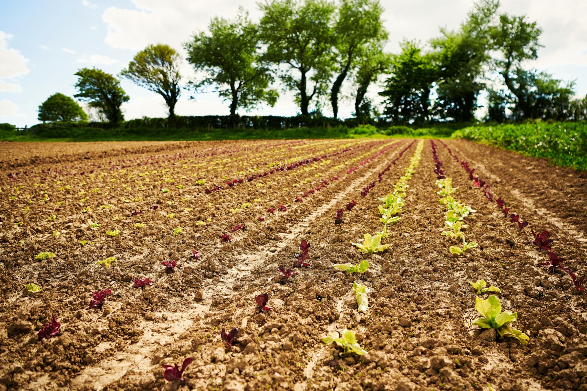 Ploughed field with young plants growing