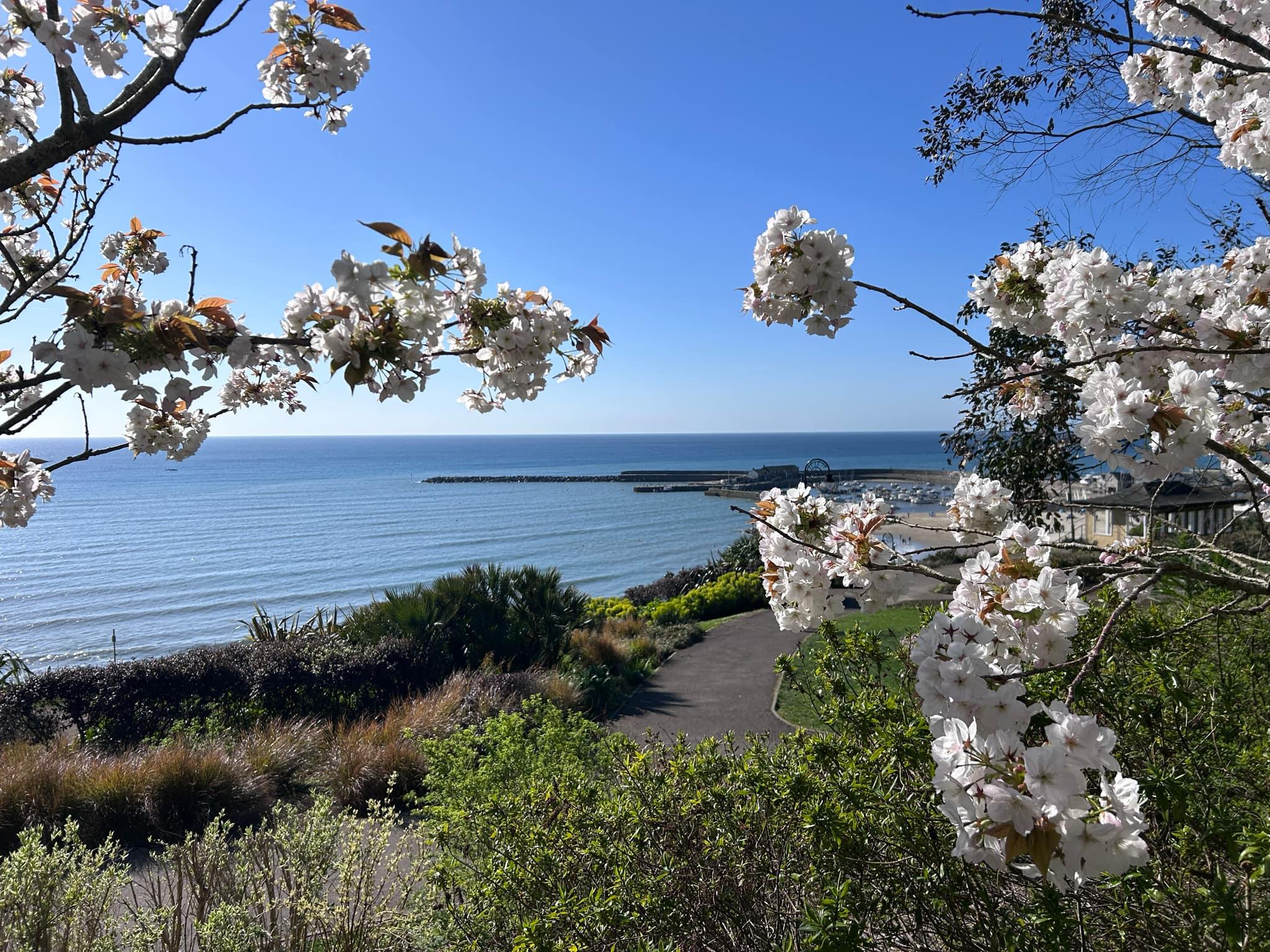 This is a picture of blossom taken from the park looking towards the Cobb