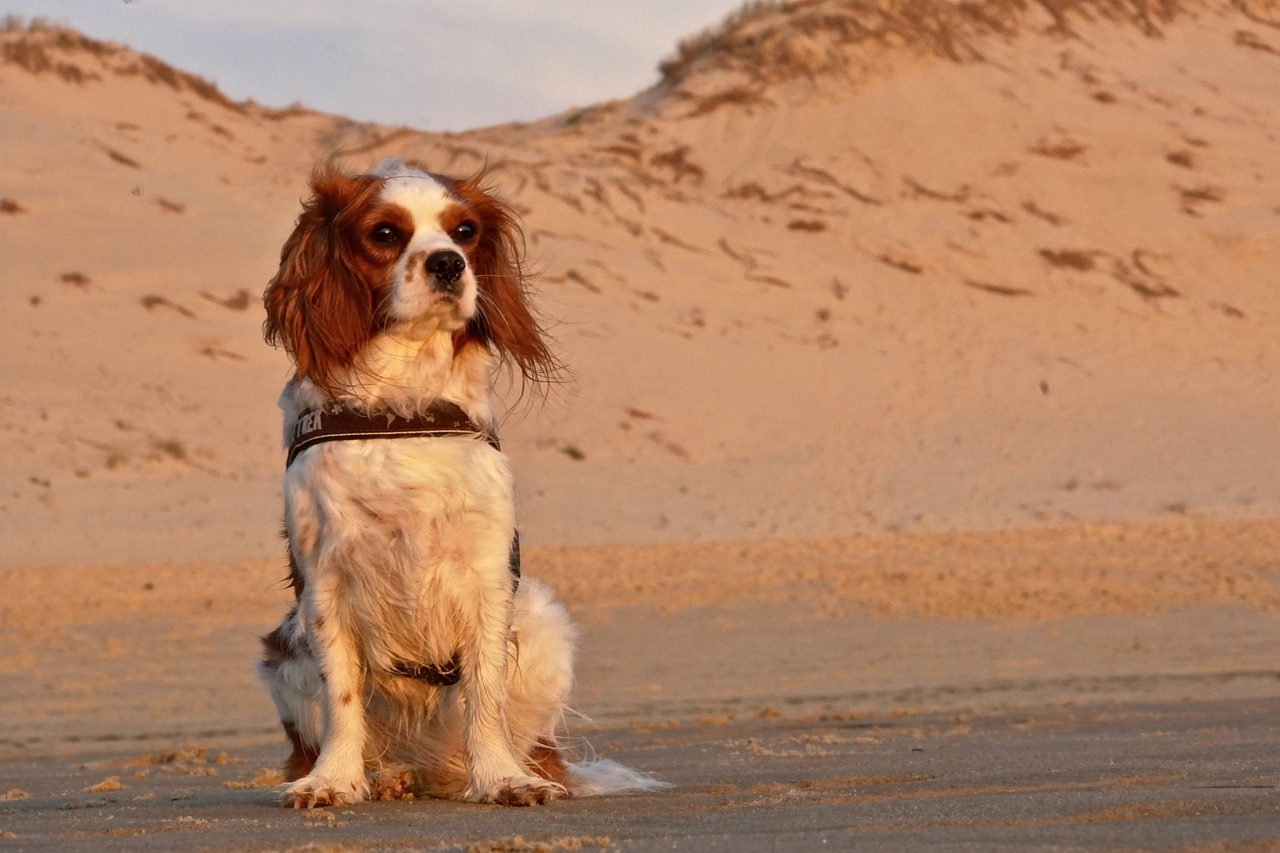 Spaniel dog, liver and white in colour, is sitting on a beach with sand dunes behind.