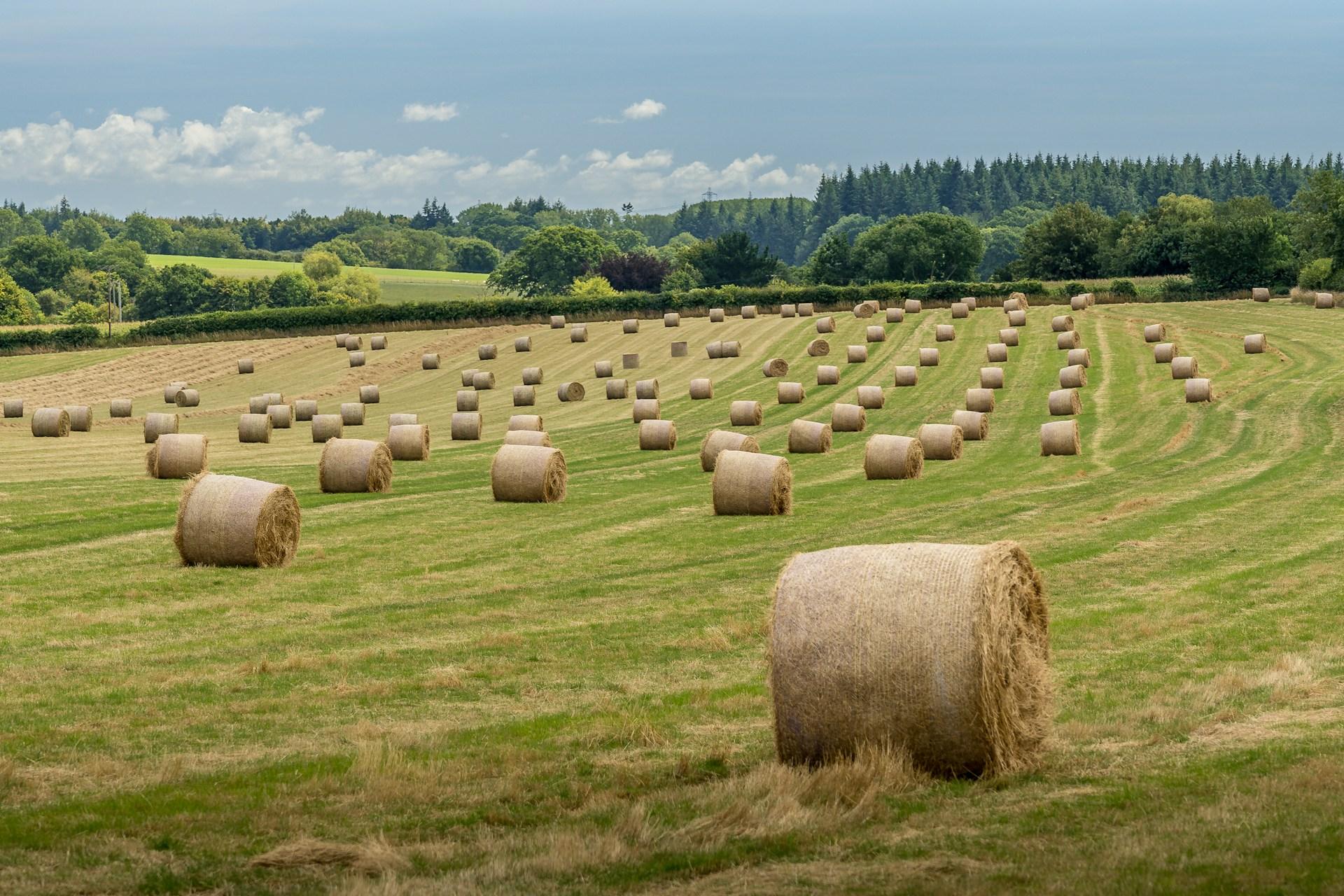 Bales of rolled hay in a field, in a rural setting