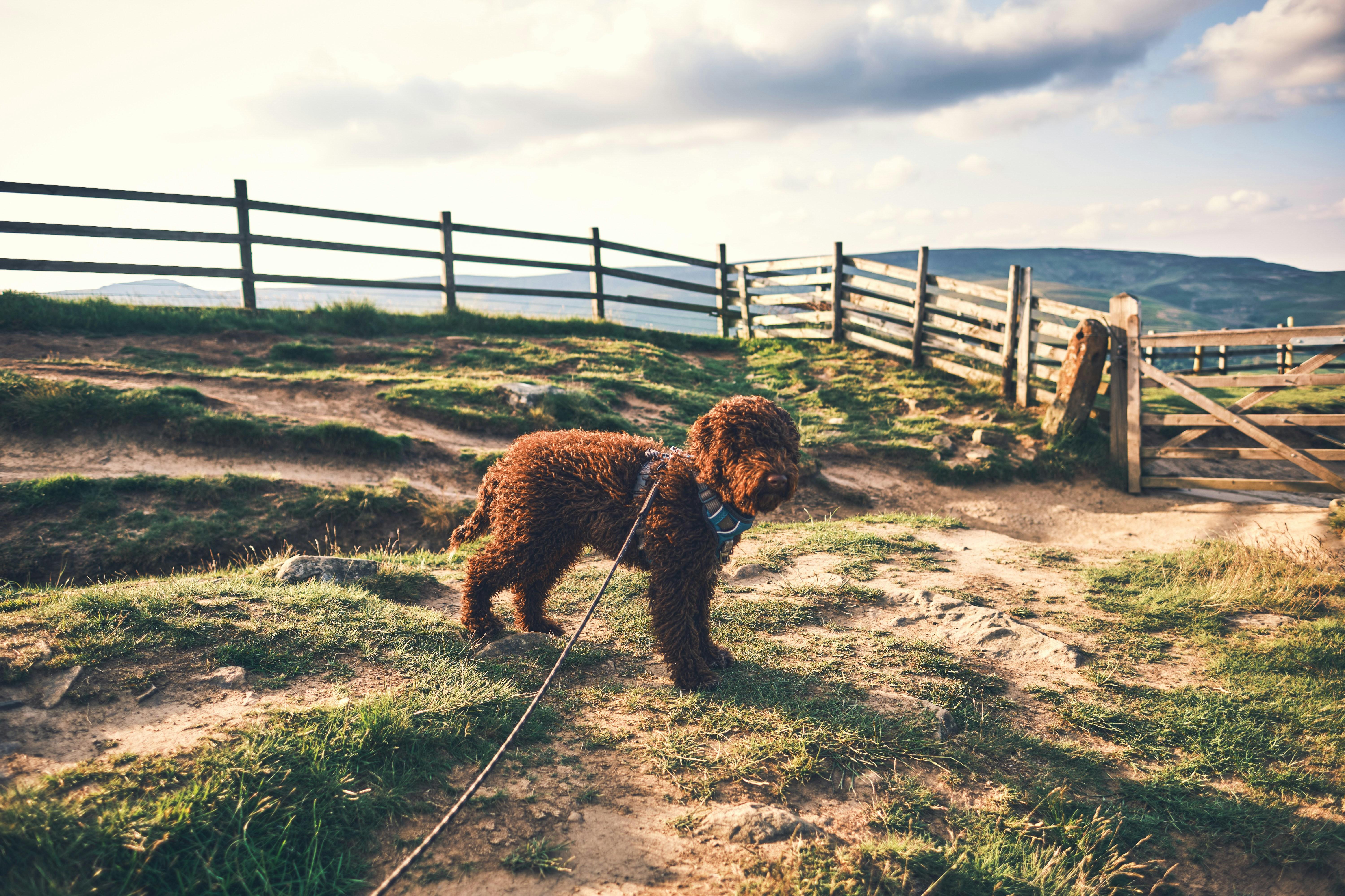 A dog on a lead on a hill
