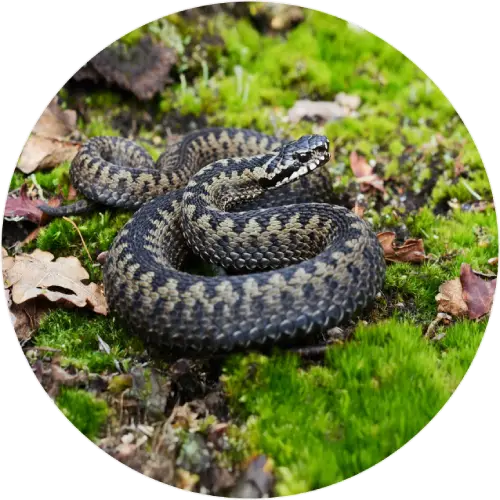 Adder snake