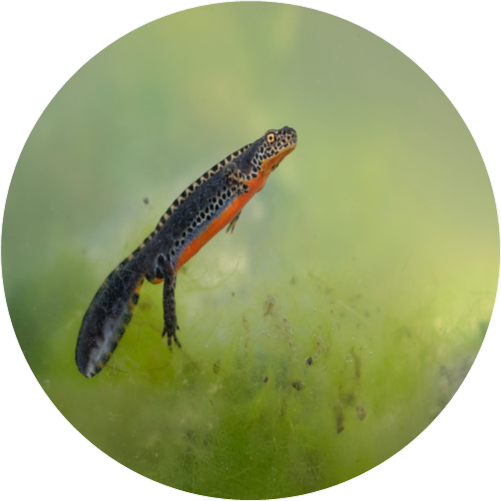 Alpine newt