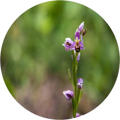 Bee orchids