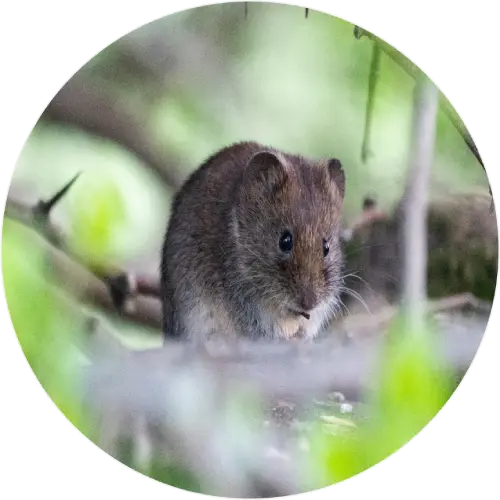 Field voles