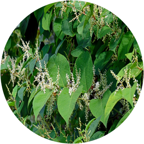 Japanese Knotweed